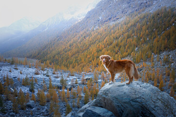 dog in the mountains. Nova Scotia Duck Tolling Retriever on peak of rocks at sunset. . Hiking with a pet