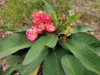 pink roses in garden