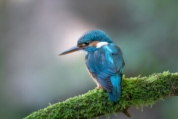 Eisvogel - alcedo atthis