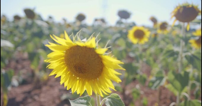 Sun Flower