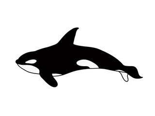 Orca whale vector illustration, isolated on white background.