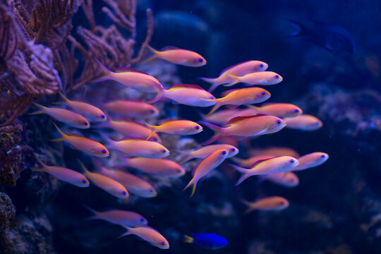 An organized shoal of Pseudanthias fishes. All fishes swim synchronously in one direction