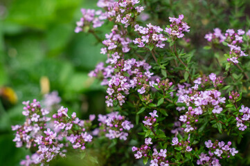 Blooming thyme bush. Culinary and decorative herb