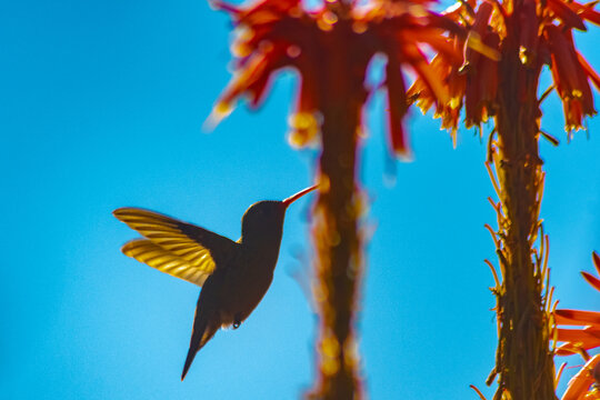 colibries a contraluz