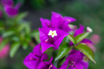 Fototapeta na wymiar 紫色のブーゲンビリア