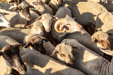 A large herd of sheep stands closely in a cattle pen in the rays of the evening sun. Horizontal orientation.