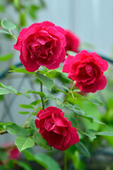 red rose in garden in summer
