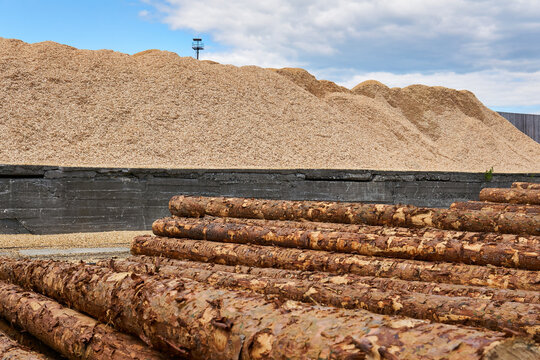 stacks of logs and pile of wood sawdust in the lumber yard
