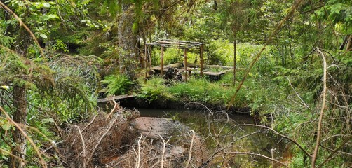 black tailed prairie dog