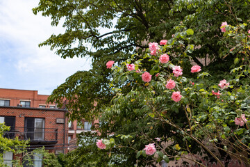 Beautiful Pink Roses in a Garden in a Residential Area of Astoria Queens New York