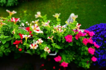 Blüten von oben auf dem Balkon
