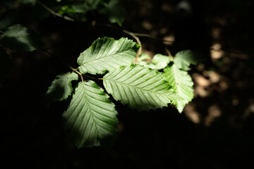 Leaf basking in the Summer Sun