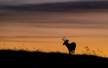 Mule Deer Silhouette in Banff National Park, Canada 