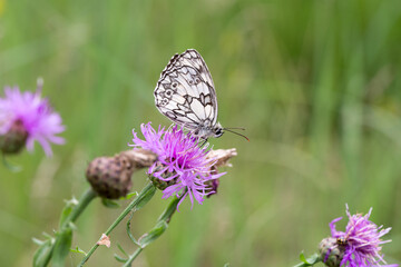 Melanargia galathea, the marbled white, butterfly on Centaurea jacea flower closeup