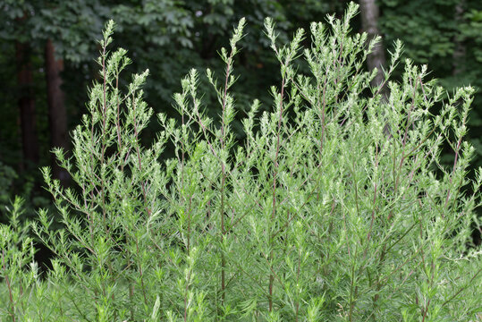 Artemisia vulgaris (common mugwort) weed