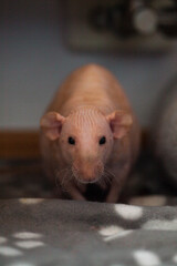 skinny cute adult rat portrait