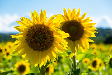 Campo di girasoli nelle colline di Reggio Emilia