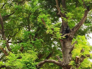 green tree in the forest