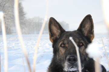 Deutscher Schäferhund im Schnee Winter Eis Kalt
