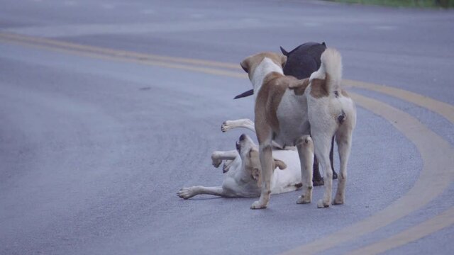 Male and mother dogs mating with Ik, who stands on the road.