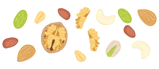 flat lay food illustration of mix nuts almond, cashew nut, peanut, pistachio, macadamia.