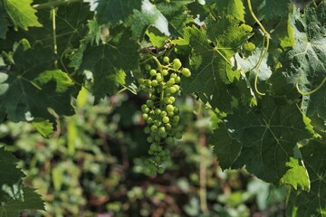 Baby grapes and green grape leaves, green grapes grow in the early summer, along with their green leaves,Italian Garden,Italy
