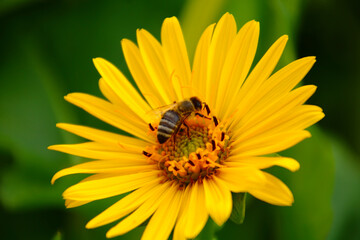 Durchwachsene Silphie   blüte