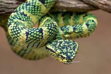 Wagler's pit viper on tree branch