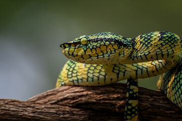 Wagler's pit viper on tree branch