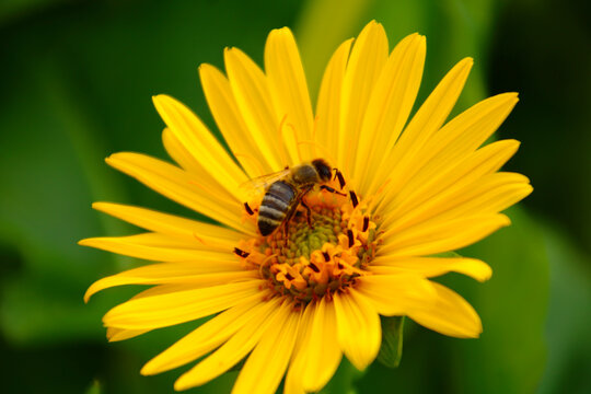 Durchwachsene Silphie   bl&uuml;te