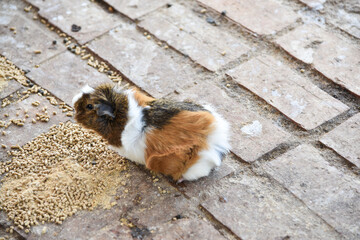 Obraz premium Super cute Guinea pig