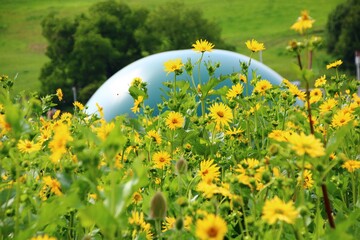 Silphie - Energiepflanze und Bienenweide   Biogasanlage