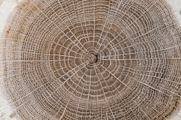 Cut down a tree from a felled oak-a section of the trunk with annual rings. Close up. Texture