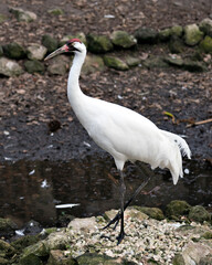 Whooping Crane Bird Stock Photos.  Image. Portrait. Picture. Endangered bird. Endangered species. Looking to the left.