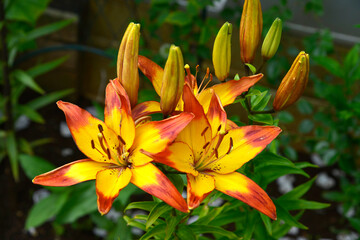 Obraz premium hemerocallis flover in the garden in summer