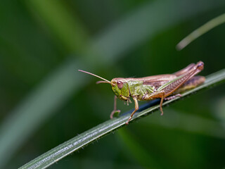 Close-up of common green grasshopper's head. Omocestus viridulus perching on grass blade in the meadow.