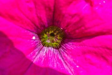 Close up view of bright beautiful open pink flower with yellow center. Bright pink background