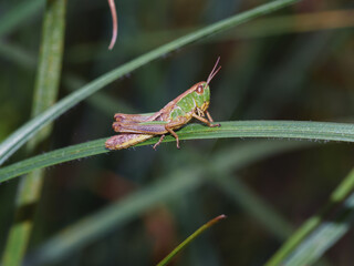 Close-up of common green grasshopper sitting on the blade of grass. Side view of Omocestus viridulus in green and light brown colors. Selective focus, blurred background.