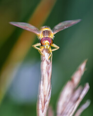 Close-up of marmalade hoverfly's face. Episyrphus balteatus sitting on the blade of grain. Details...