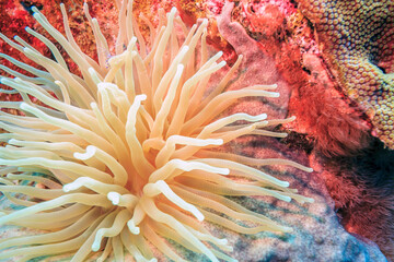 Caribbean coral garden