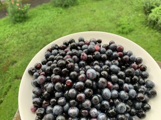 Many blueberries are on a white plate, laid on the balcony below, see green grass.