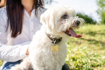 white fluffy curly dog is resting in nature with the mistress in the background