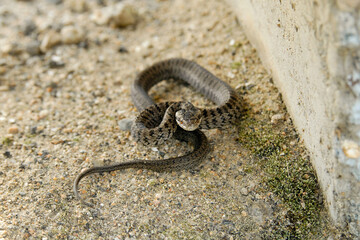 Steppe ratsnake (Elaphe dione, or Dione's ratsnake) on the road. Primorsky Krai (Primorye), Far East, Russia.