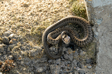 Steppe ratsnake (Elaphe dione, or Dione's ratsnake) on the road. Primorsky Krai (Primorye), Far East, Russia.