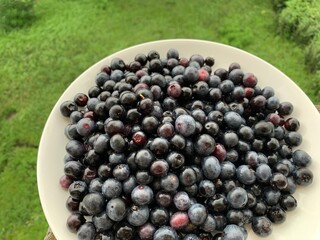 Many blueberries are on a white plate, laid on the balcony below, see green grass.