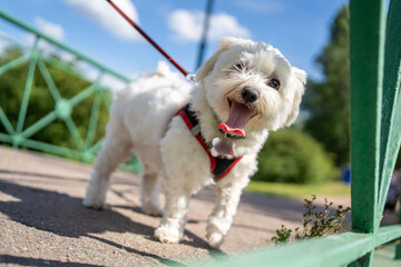 white fluffy curly dog maltese silky terrier funny looking at the camera