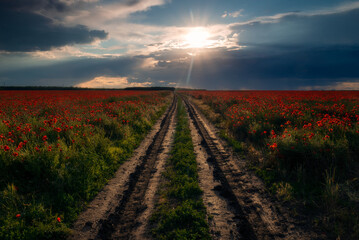 Naklejka premium Rural dirt muddy road passing through a field of poppies