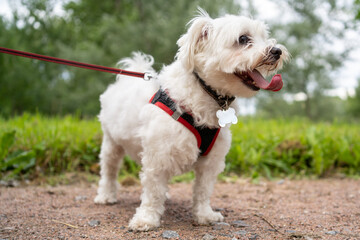 Gorgeous white maltese silky terrier in the park walks and looks away