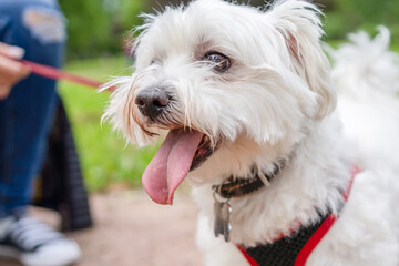 Gorgeous white maltese silky terrier large portrait