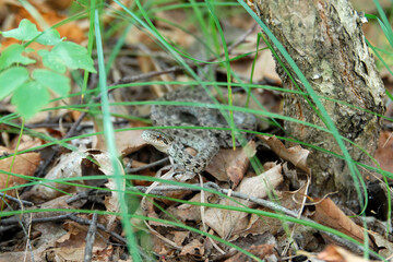 Steppe ratsnake (Elaphe dione, or Dione's ratsnake). Primorsky Krai (Primorye), Far East, Russia.